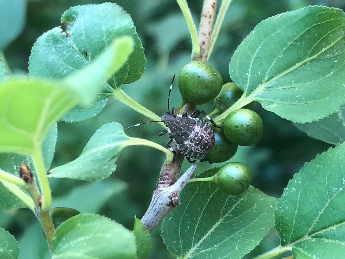 BMSB on buckthorn